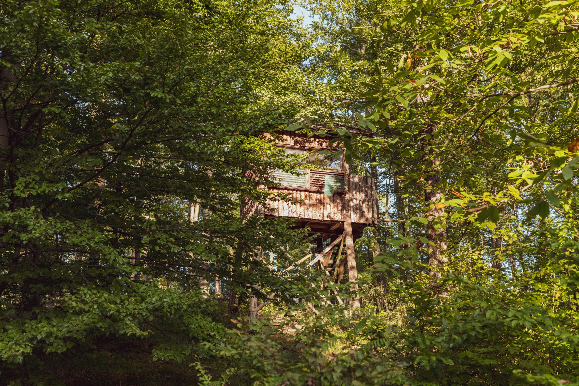 Sauna w domku na drzewie: niezwykłe miejscówki w Polsce Drewniana wieża widokowa wśród zielonego letniego lasu